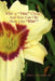 Who Is ''This'' Christ? and How Can I Be More Like ''Him''? by Tony L., Sr. Tolliver