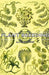 Plant Breeding by A. L. Hagedoorn
