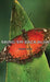 Bring 'em Back Alive by Frank Buck