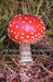 The Book of the Mushroom: Growing & Harvesting by A. Defries