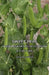 Sweet Peas - Their History, Development & Culture by Chas W. J. Unwin