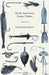 North American Game Fishes by Francesca Monte
