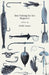 Sea Fishing - For the Beginner by Drift-Liner'