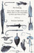 Fly Fishing - Flies; How to Make Them and Which Ones to Use Depending on Fish and Time of Year by Various Authors