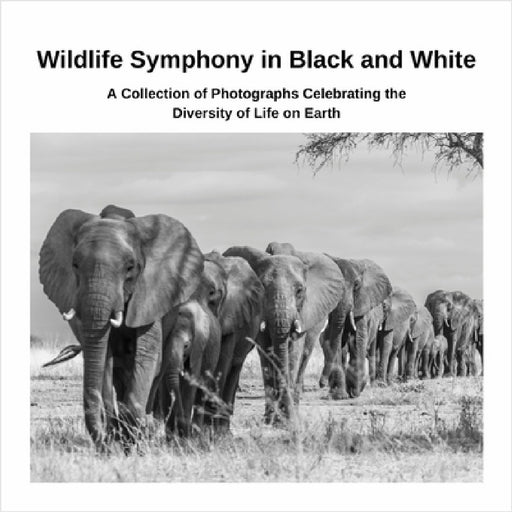 Wildlife Symphony in Black and White: A Collection of Photographs Celebrating the Diversity of Life on Earth by David Sechovicz