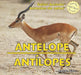 Antelope / Antílopes by Maddie Gibbs