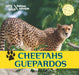 Cheetahs/Guepardos by Henry Randall