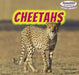Cheetahs by Clara Reade