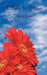A Time to Bloom by Lisa D. Evans