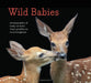 Wild Babies: Photographs of Baby Animals from Giraffes to Hummingbirds by Traer Scott