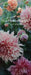 Floret Farm's Cut Flower Garden List Ledger: (Mother's Day Gift, Gardener's Gift, Dahlia Notebook) by Chris Benzakein