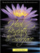 Heal Beneath the Surface: Become Your Own Best Healer Using True Healing Solutions by Crystal Sage Nd