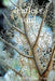Leafless Soul by Paul Andrew Hoge