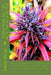 Everything You Can do, I can do with Pot: About Anything and Everything you can do with Marijuana, Pot, Mary-Jane, Greenbay Packers or 4:20 by Sarah Marrie Burge