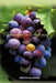 Fruitful in Suffering by Ruth Merritt, Jo Ann Sheats