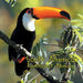 South American Rainforest Animals by Maria L. Lopes