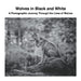 Wolves in Black and White: A Photographic Journey Through the Lives of Wolves by David Sechovicz