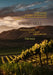 Sonoma Hills by Tim Dale