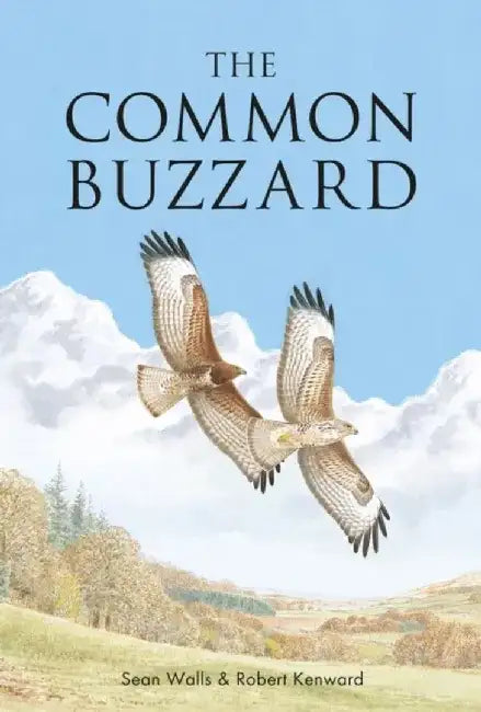 The Common Buzzard by Sean Walls