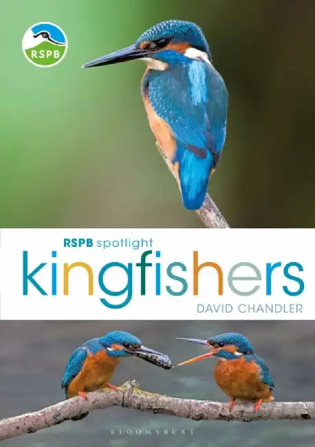 Rspb Spotlight Kingfishers by David Chandler
