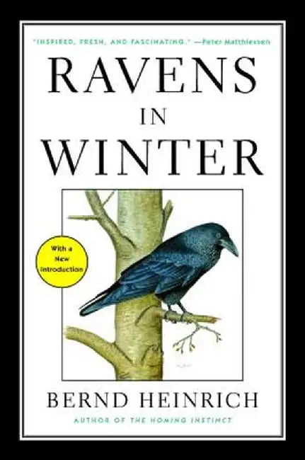 Ravens in Winter by Bernd Heinrich