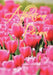 Affection and Other Poems: Volume II by Carmelita Ledesma Agnas