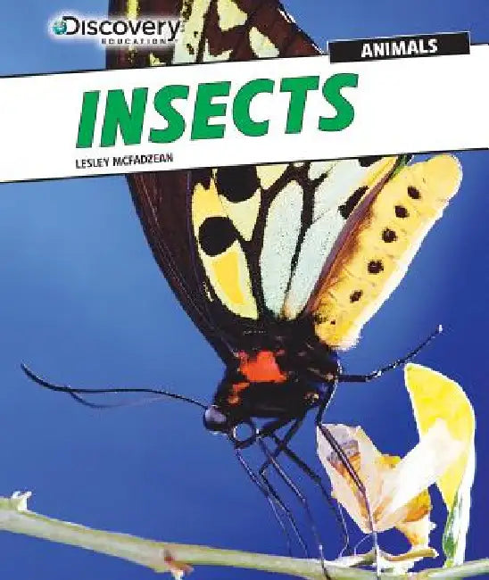 Insects by Lesley McFadzean