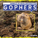 Gophers by Julia McDonnell