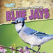 A Bird Watcher's Guide to Blue Jays by Katherine Ponka
