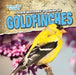 A Bird Watcher's Guide to Goldfinches by Shalini Saxena