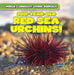 200-Year-Old Red Sea Urchins! by Topper Evans