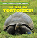 100-Year-Old Tortoises by Topper Evans