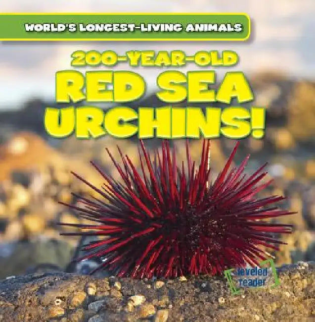 200-Year-Old Red Sea Urchins! by Topper Evans