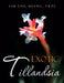 Exotic Tillandsia by Eng Hiang Frps Sim
