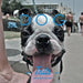 Dog Tails by Piers Fisher-Polllard