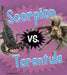 Scorpion vs. Tarantula by Isabel Thomas