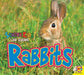 Rabbits by Katie Gillespie