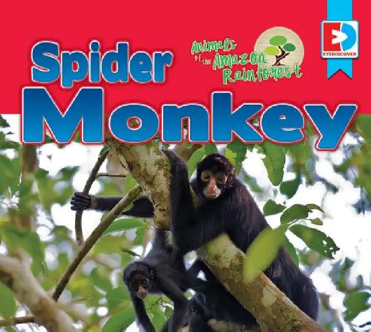 Animals of the Amazon Rainforest: Spider Monkey by Katie Gillespie