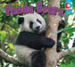 All about Pandas by Candice Letkeman