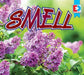 Smell by Sara Cucini, Katie Gillespie