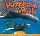 Humpback Whale by Aaron Carr