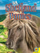 Shetland Ponies by Pamela Dell