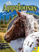 Appaloosas by Pamela Dell