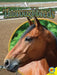 Thoroughbreds by Pamela Dell