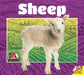 Sheep by Jared Siemens