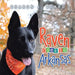 Raven Goes To Arkansas by Sharon J. Beard