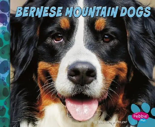 Bernese Mountain Dogs by Allan Morey