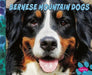 Bernese Mountain Dogs by Allan Morey