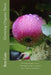 Growing Organic Trees: A guide to growing trees for wood and fruit, without chemicals by Ben Gaia