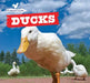 Ducks by Maddie Gibbs